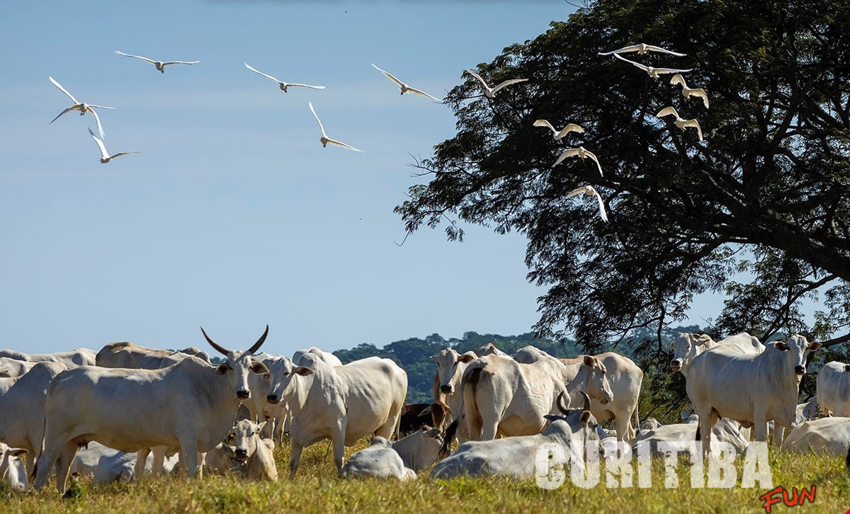 Práticas de bem-estar animal e humano elevam a pecuária nacional a novo patamar