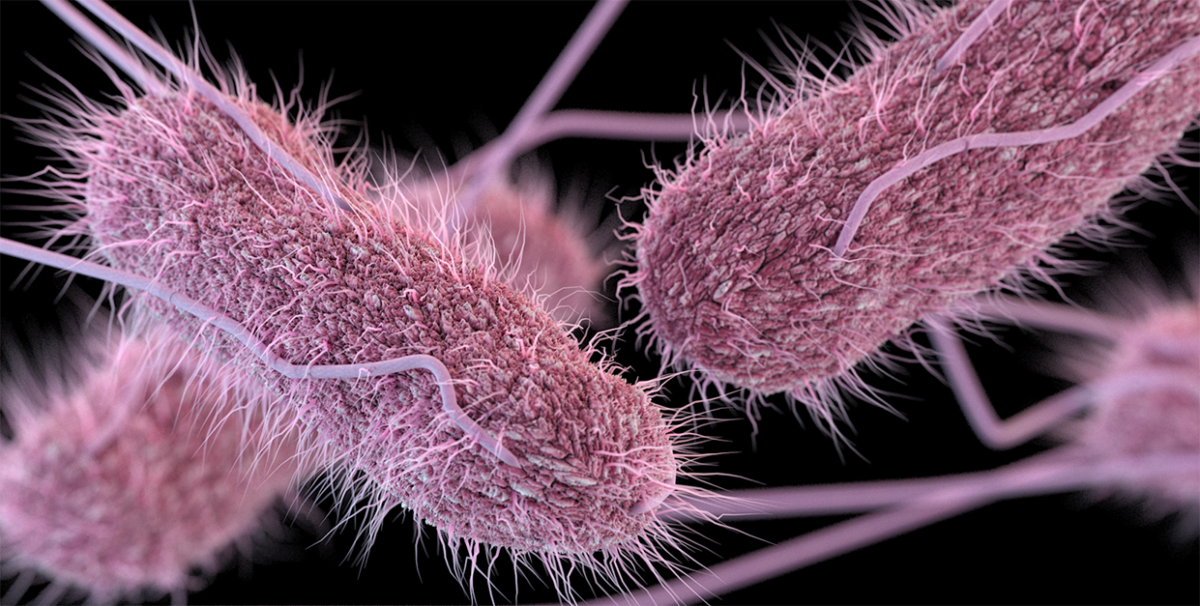 Salmonella: dos riscos às soluções Salmonella: dos riscos às soluções