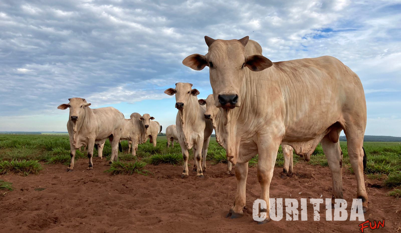 Soluções para silagem e manejo sanitário em confinamento serão destaque no 2º Dia de Campo BCA