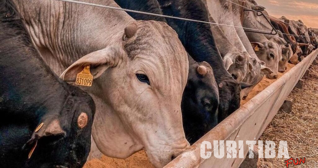 Tecnoshow Comigo: Biogénesis Bagó destaca Projeto 'Boi Azul' conectando protocolo de entrada em confinamento e tecnologia de inoculantes para silagem