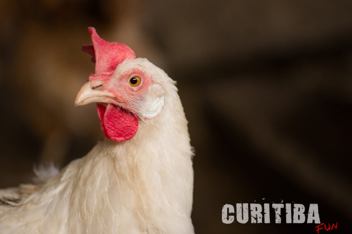 Excesso de calor e seus impactos na produção de frangos de corte são temas de estudo científico do Prêmio Lamas Excesso de calor e seus impactos na produção de frangos de corte são temas de estudo científico do Prêmio Lamas