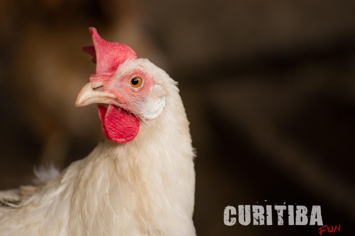 Excesso de calor e seus impactos na produção de frangos de corte são temas de estudo científico do Prêmio Lamas