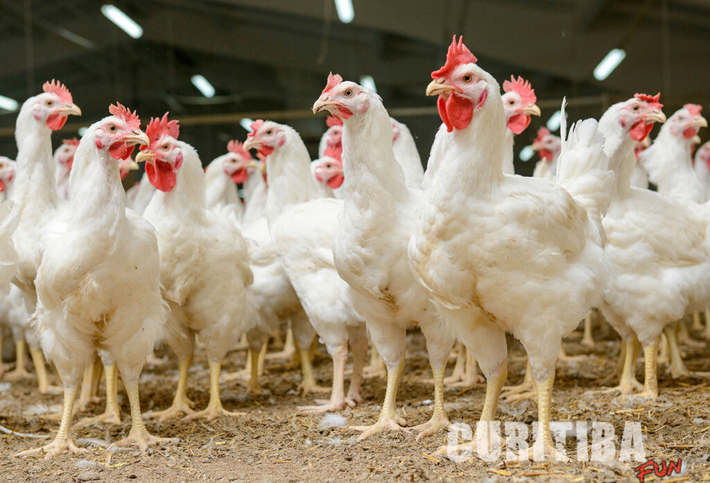 Estudo comprova melhoria de rentabilidade em granjas e agroindústrias com uso correto de anticoccidianos Estudo comprova melhoria de rentabilidade em granjas e agroindústrias com uso correto de anticoccidianos