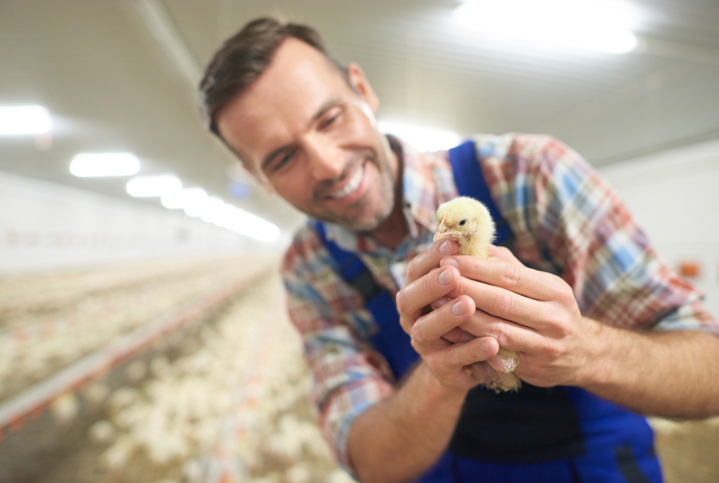 Estudo científico avalia os efeitos do enriquecimento ambiental na produtividade de frangos de corte