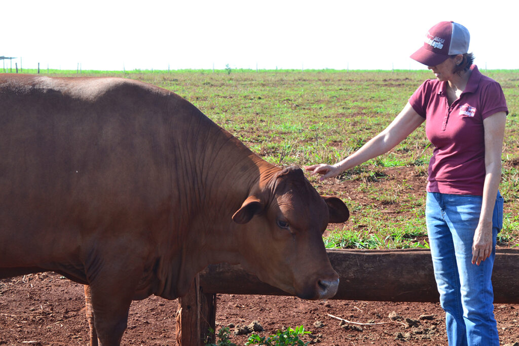 Manejo e contenção adequados asseguram eficácia do processo de vacinação em bovinos Manejo e contenção adequados asseguram eficácia do processo de vacinação em bovinos