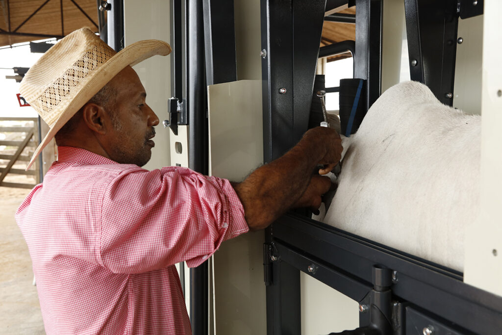 Manejo e contenção adequados asseguram eficácia do processo de vacinação em bovinos Manejo e contenção adequados asseguram eficácia do processo de vacinação em bovinos