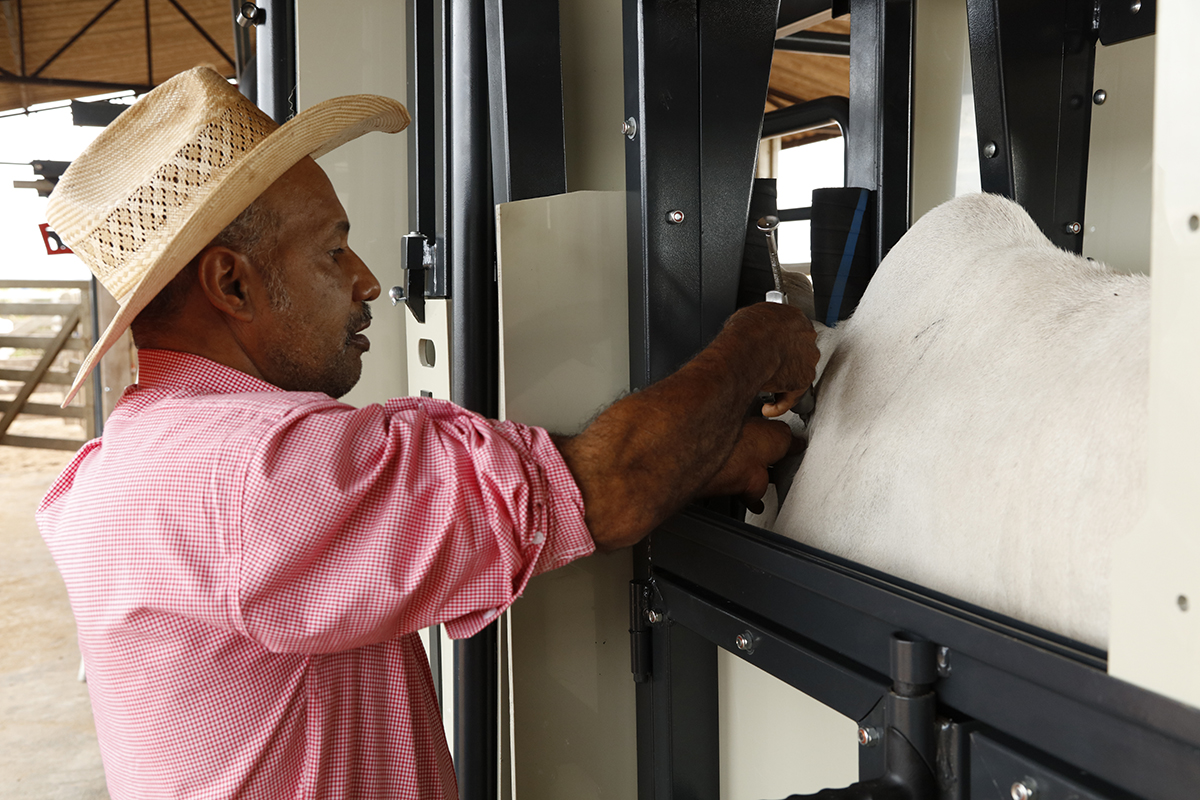Manejo e contenção adequados asseguram eficácia do processo de vacinação em bovinos