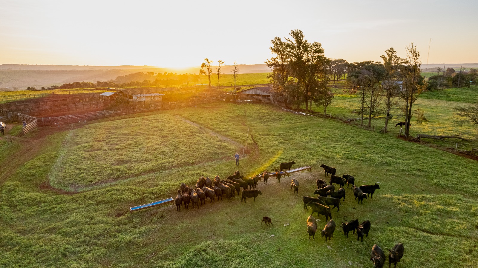 Angus Rio da Paz inova e oferece certificado de animal não P.I. para diarreia viral bovina para fêmeas comercializadas em seus leilões