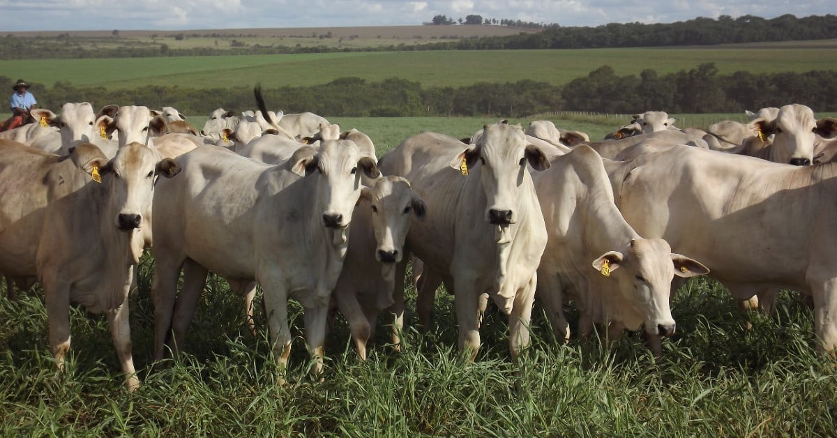 Dia de Campo na fazenda ELGE, parceira da Connan, comemora 145 anos do Nelore Lemgruber no Brasil