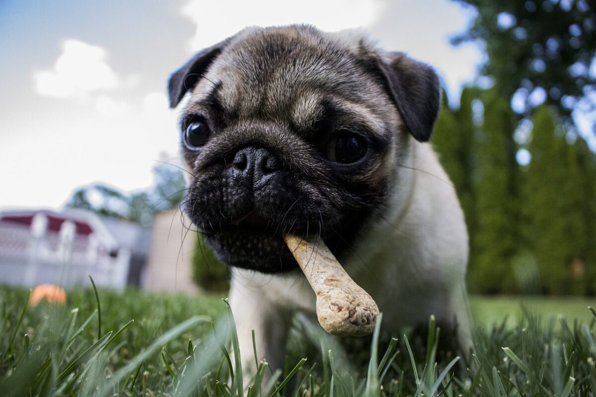 Pensão alimentícia: preservando o bem-estar dos animais de estimação