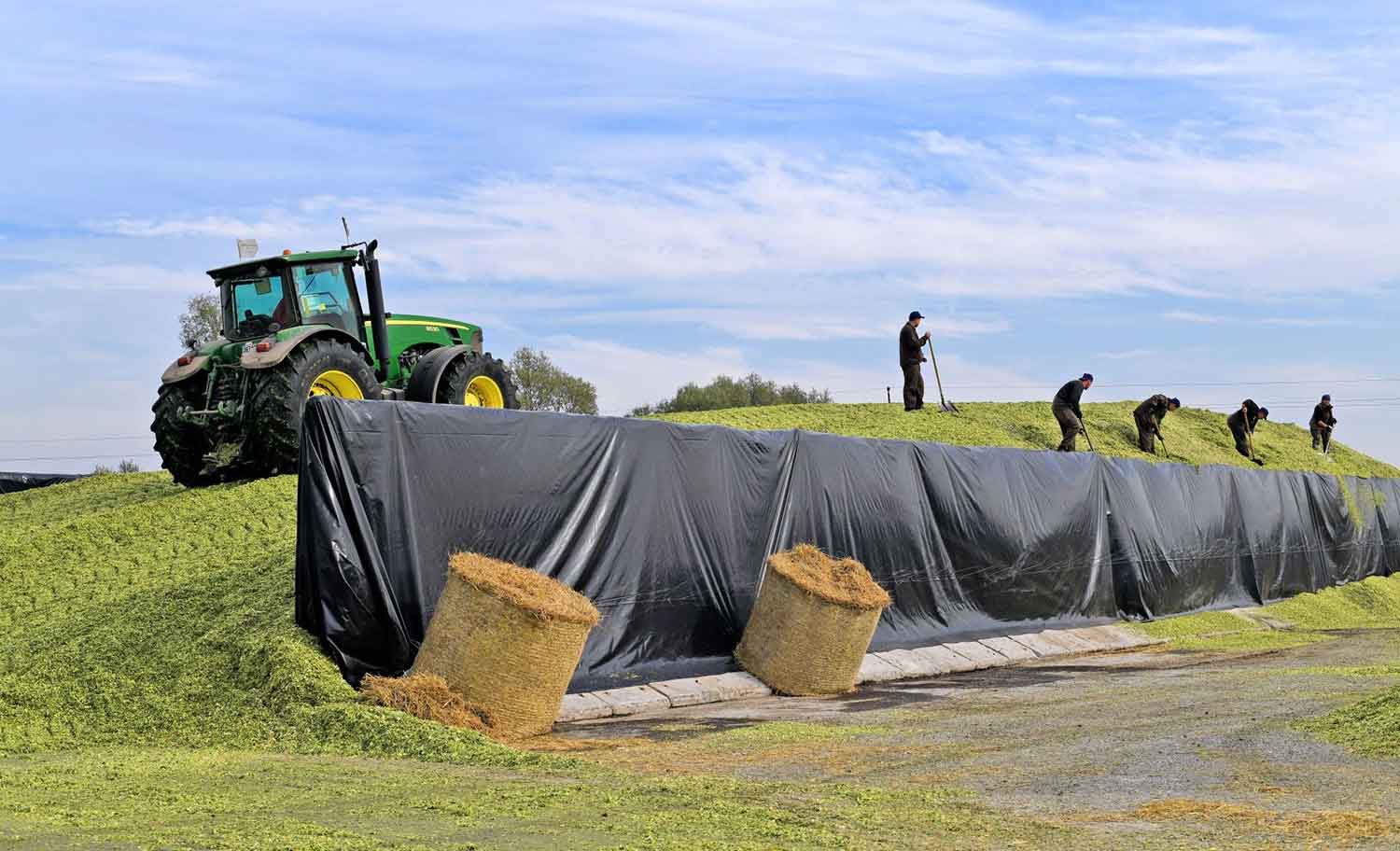 O que fazer com a silagem em caso de seca ou geada?