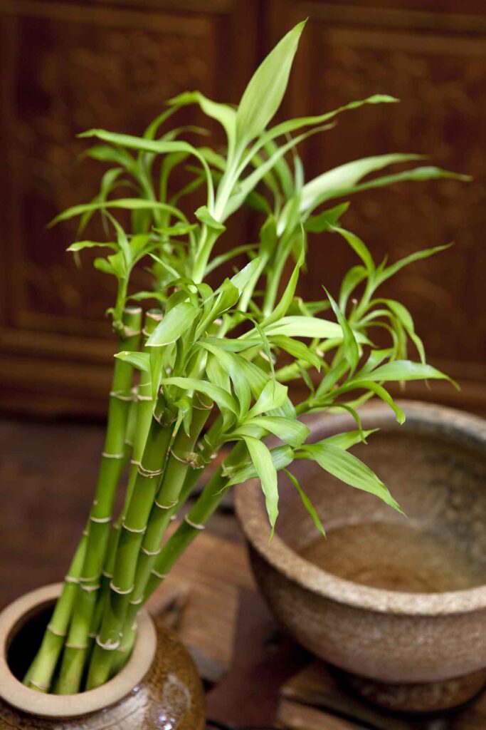 Flores da Primavera: plantas orientais trazem cores e beleza para decoração de casa Flores da Primavera: plantas orientais trazem cores e beleza para decoração de casa