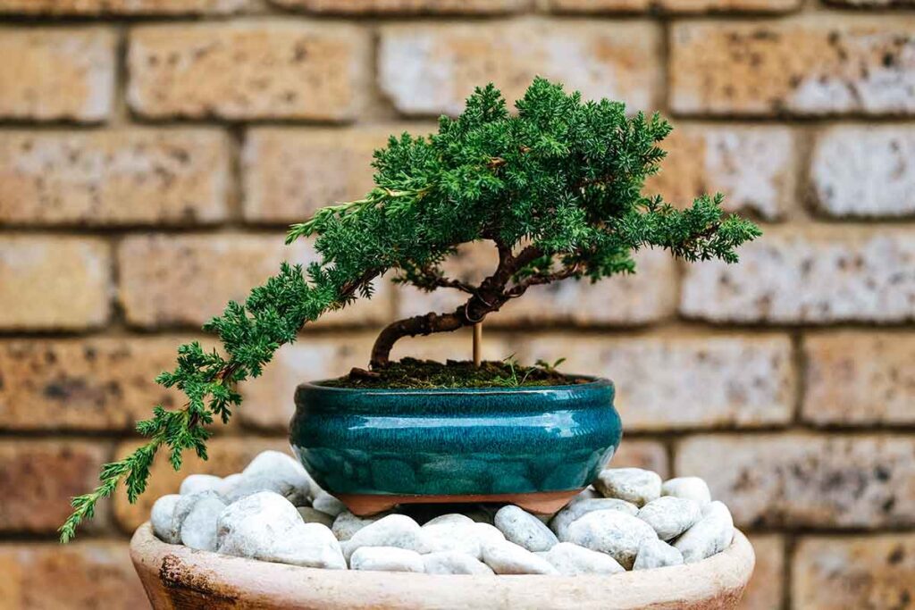 Flores da Primavera: plantas orientais trazem cores e beleza para decoração de casa Flores da Primavera: plantas orientais trazem cores e beleza para decoração de casa