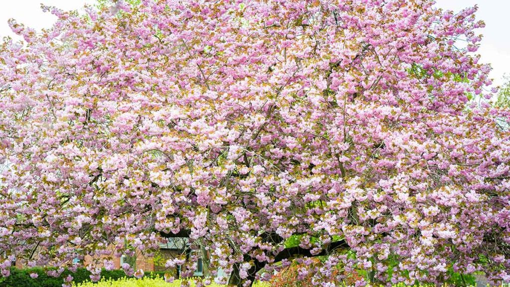 Flores da Primavera: plantas orientais trazem cores e beleza para decoração de casa Flores da Primavera: plantas orientais trazem cores e beleza para decoração de casa