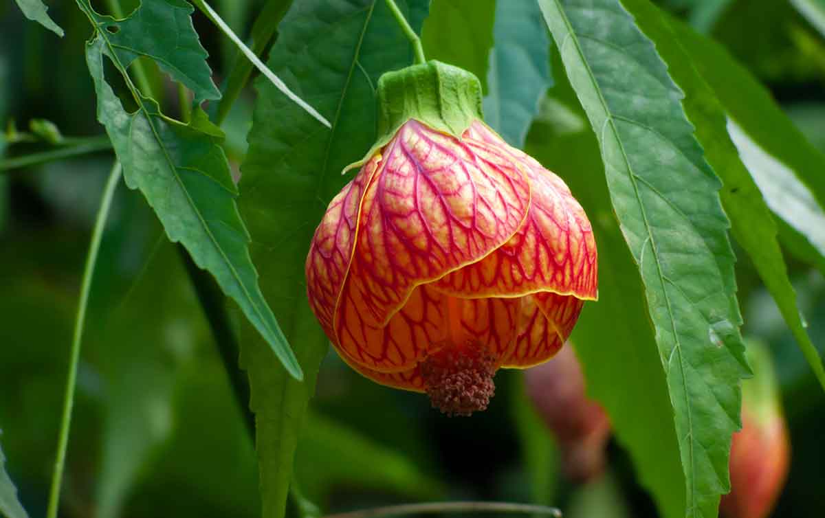 Flores da Primavera: plantas orientais trazem cores e beleza para decoração de casa