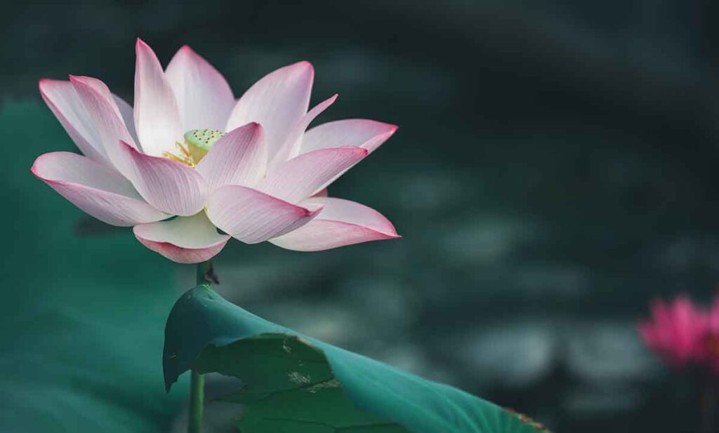 Flores da Primavera: plantas orientais trazem cores e beleza para decoração de casa Flores da Primavera: plantas orientais trazem cores e beleza para decoração de casa