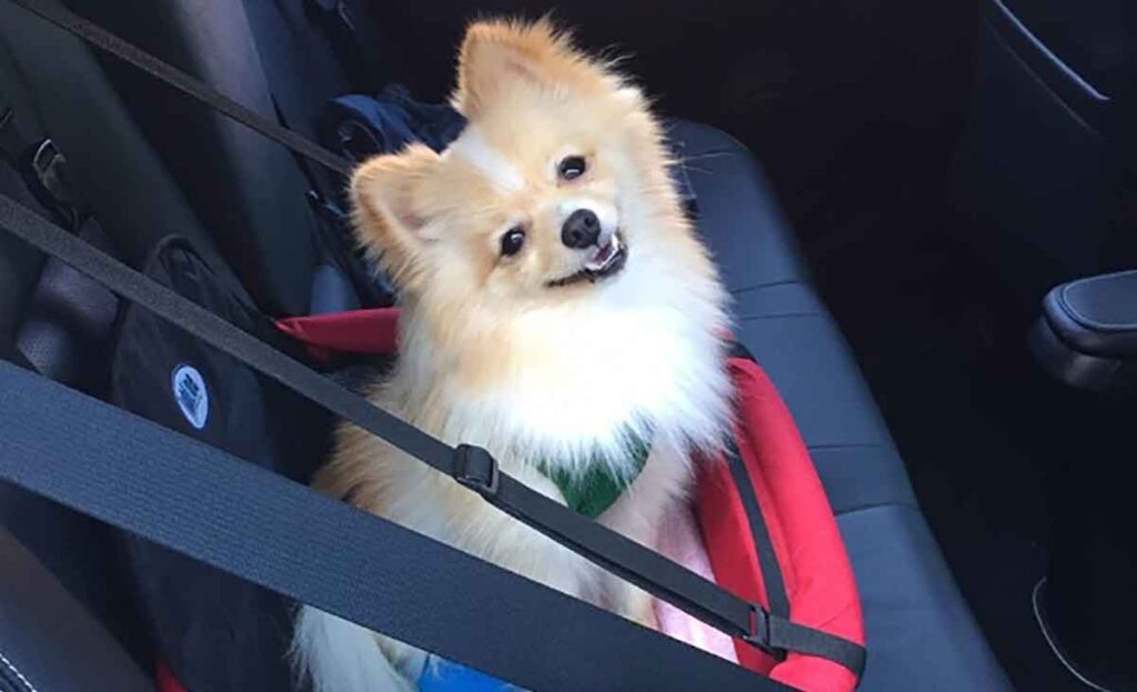 Dia dos Animais: confira dicas e acessórios para transportar pets com segurança Dia dos Animais: confira dicas e acessórios para transportar pets com segurança