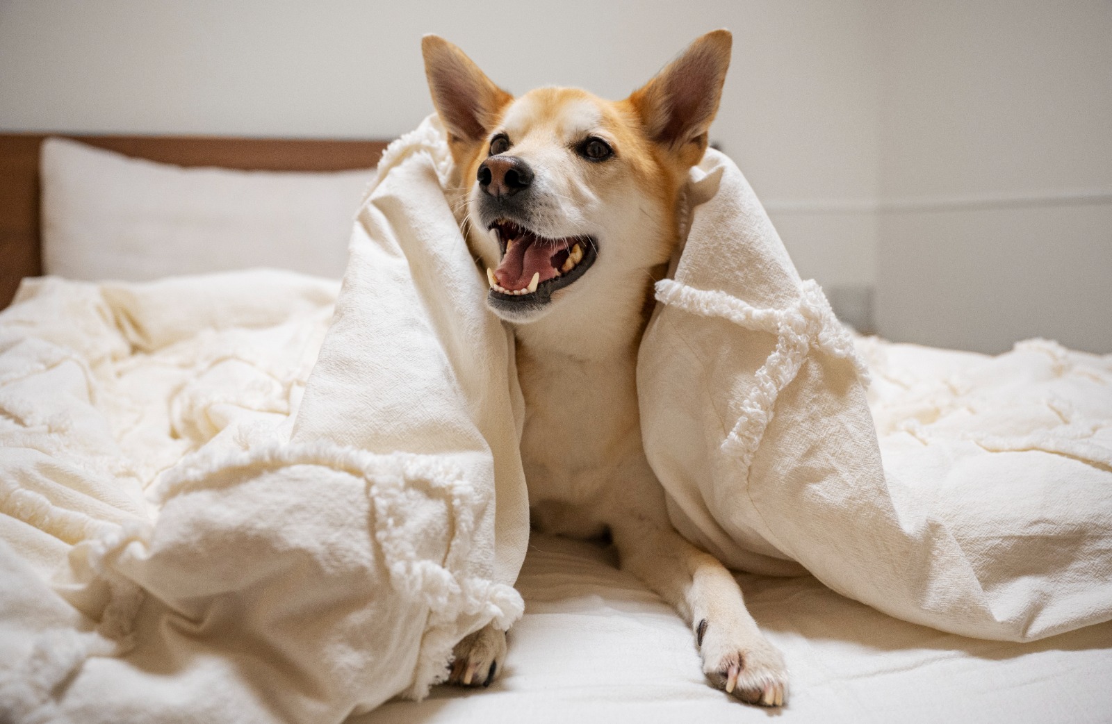 Maioria dos brasileiros considera seu pet um membro da família