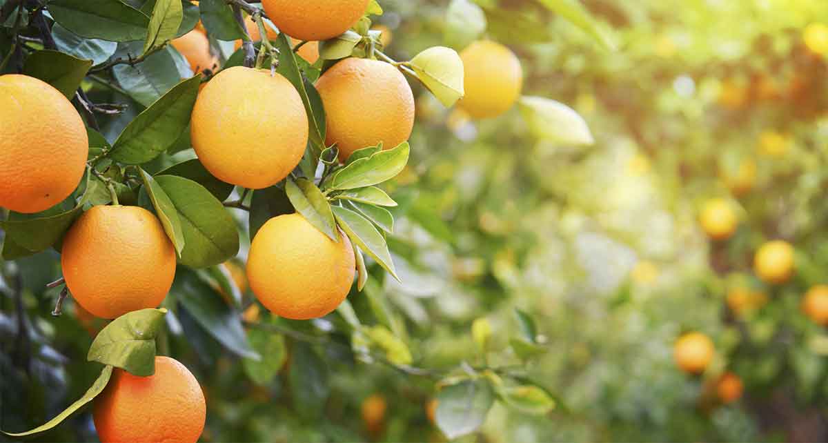 Apicultura no cultivo de laranjas