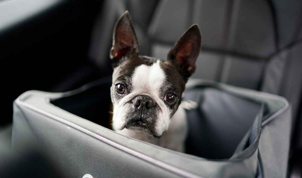 Dia dos Animais: confira dicas e acessórios para transportar pets com segurança Dia dos Animais: confira dicas e acessórios para transportar pets com segurança