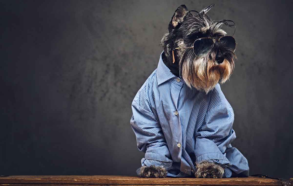 Humanização coloca em risco a saúde dos pets