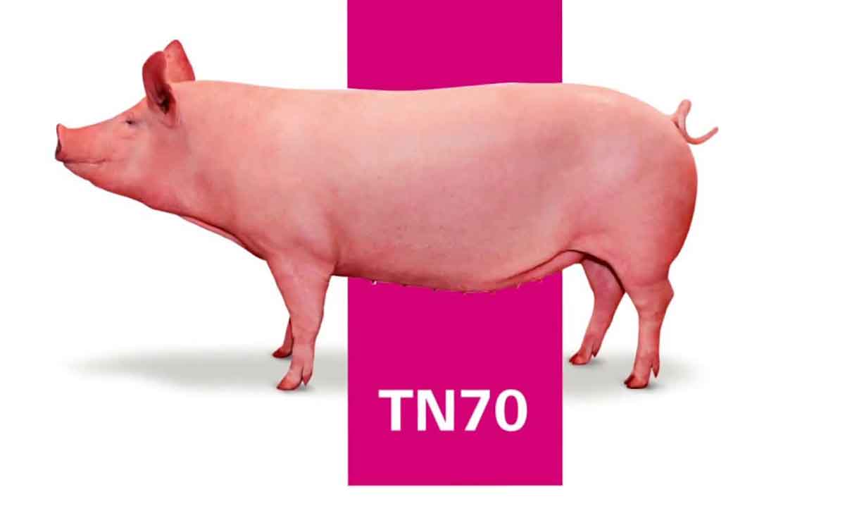 Incidência de prolapso em órgãos pélvicos em matrizes: como as empresas de genética podem atuar para mitigar esse desafio?