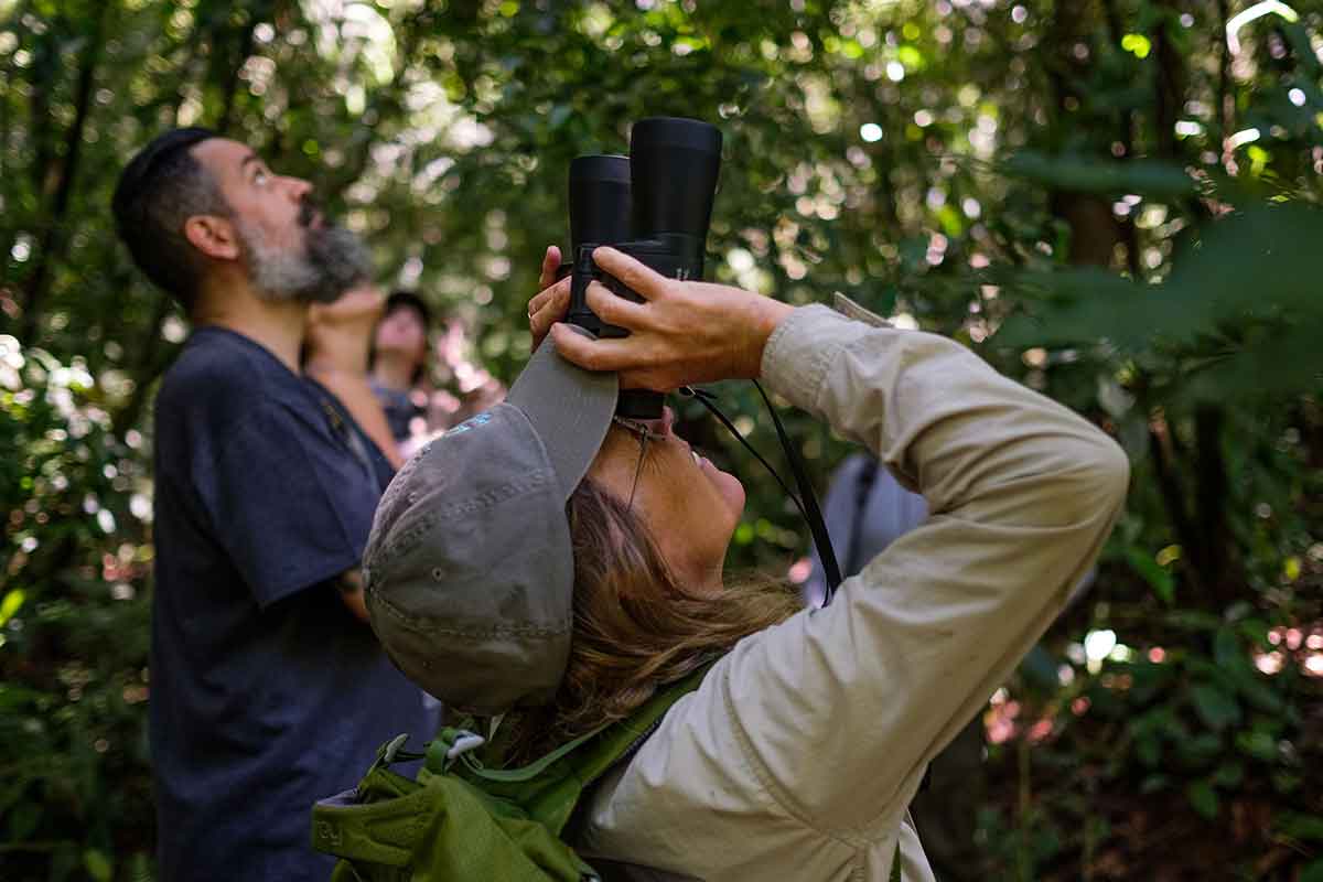 Como cientistas, um parque de experiências ecológicas, um aplicativo e uma fabricante de cachaças vêm trabalhando para restaurar a Mata Atlântica