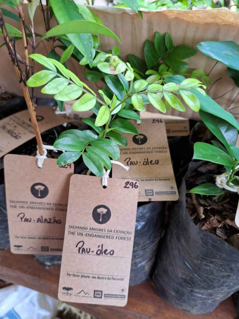 Como cientistas, um parque de experiências ecológicas, um aplicativo e uma fabricante de cachaças vêm trabalhando para restaurar a Mata Atlântica Como cientistas, um parque de experiências ecológicas, um aplicativo e uma fabricante de cachaças vêm trabalhando para restaurar a Mata Atlântica