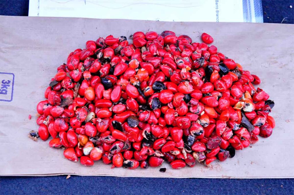 Como cientistas, um parque de experiências ecológicas, um aplicativo e uma fabricante de cachaças vêm trabalhando para restaurar a Mata Atlântica Como cientistas, um parque de experiências ecológicas, um aplicativo e uma fabricante de cachaças vêm trabalhando para restaurar a Mata Atlântica