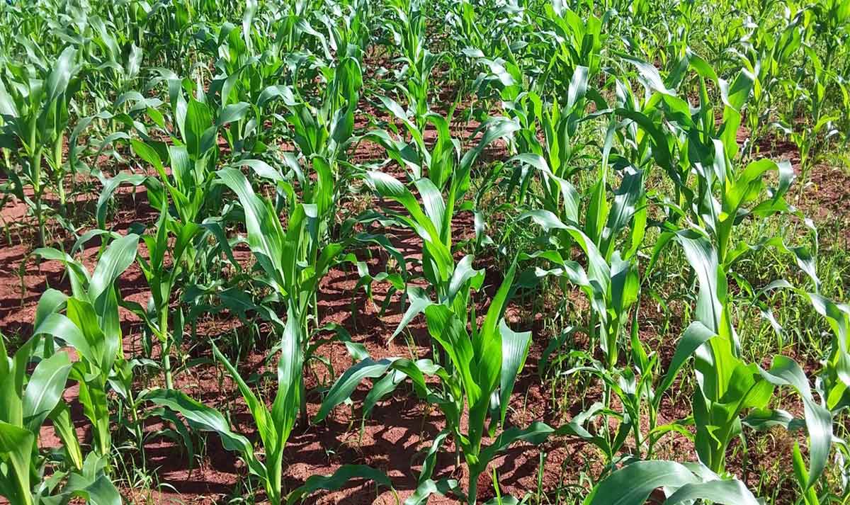 IHARA lança tecnologia inédita no Brasil para manejo eficiente de plantas daninhas resistentes na cultura do milho