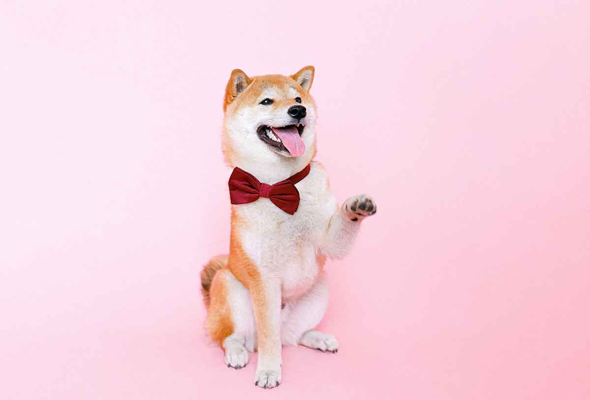 Herança para os animais possível no Brasil?