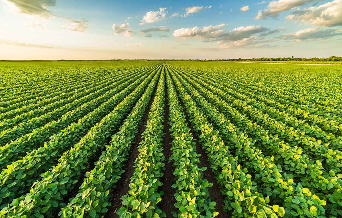 Fungicida de alta performance é aprovado pela Rede da Podridão das Vagens no controle da anomalia da soja