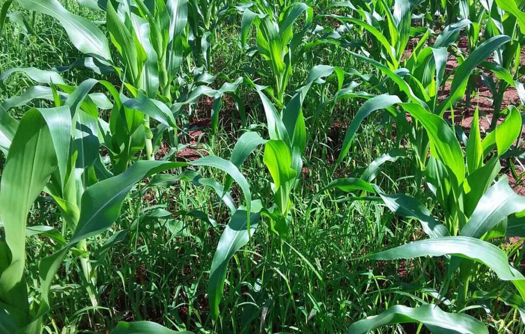 IHARA lança tecnologia inédita no Brasil para manejo eficiente de plantas daninhas resistentes na cultura do milho IHARA lança tecnologia inédita no Brasil para manejo eficiente de plantas daninhas resistentes na cultura do milho