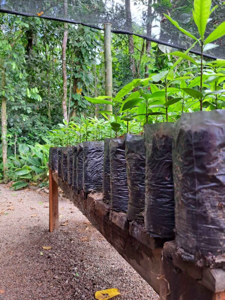 Como cientistas, um parque de experiências ecológicas, um aplicativo e uma fabricante de cachaças vêm trabalhando para restaurar a Mata Atlântica Como cientistas, um parque de experiências ecológicas, um aplicativo e uma fabricante de cachaças vêm trabalhando para restaurar a Mata Atlântica