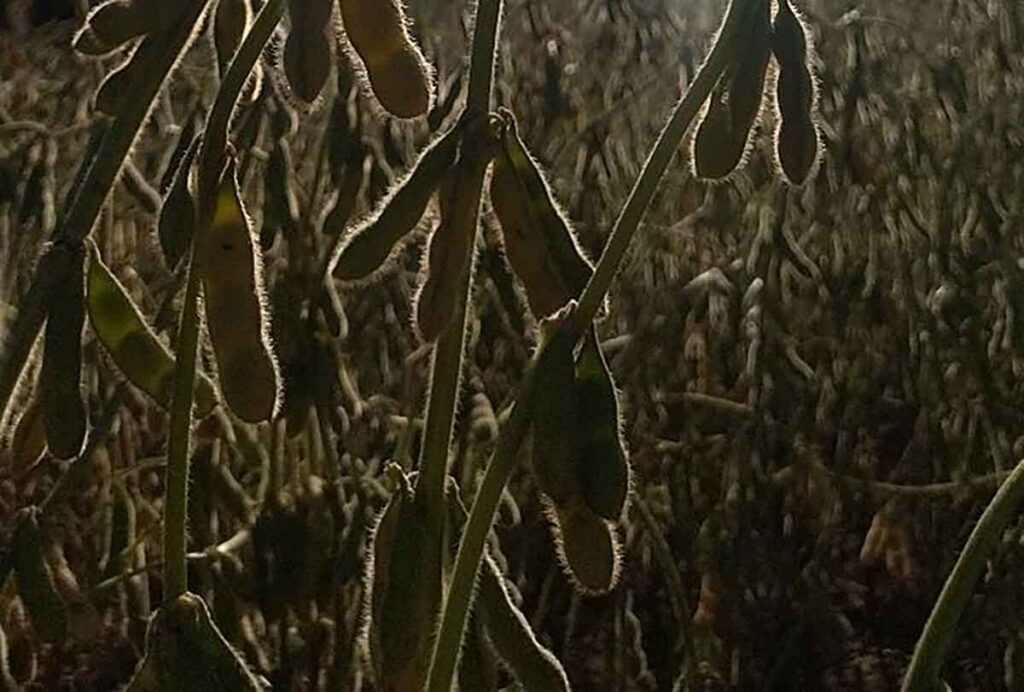 Dessecação da soja contribui para acelerar e uniformizar o ciclo de crescimento da cultura, promovendo uma colheita mais eficiente e rentável