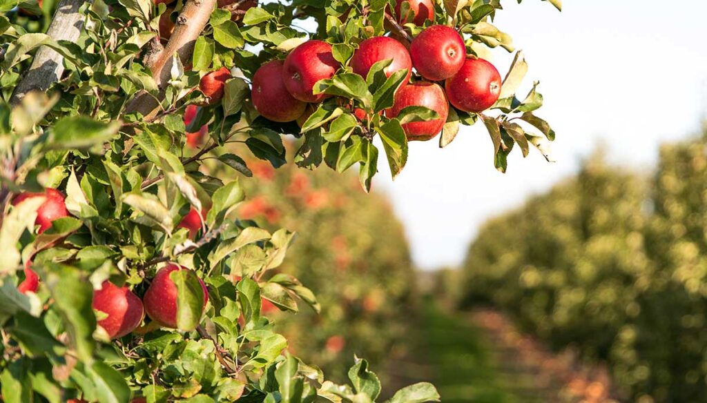 Viviful SC: reguladores de crescimento ampliam o rendimento em até 30% nas lavouras de maçã