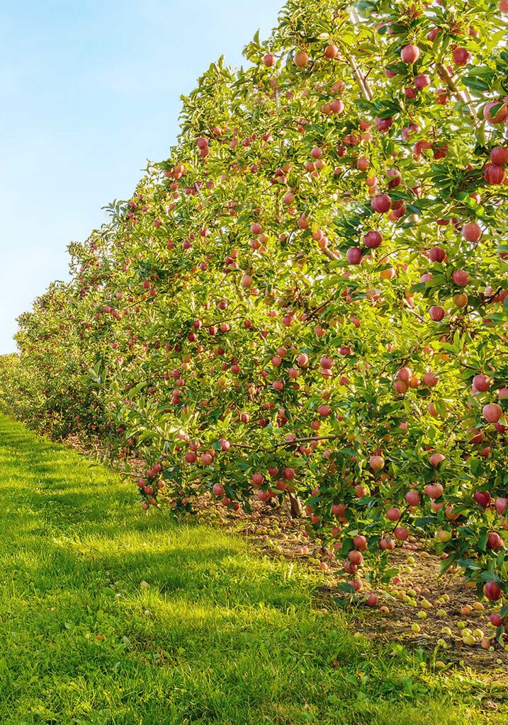 Viviful SC: reguladores de crescimento ampliam o rendimento em até 30% nas lavouras de maçã