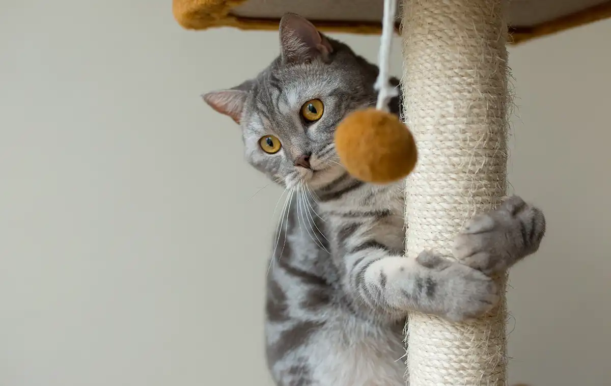 Dia do Gato: tudo o que você precisa saber antes de ter um felino em casa