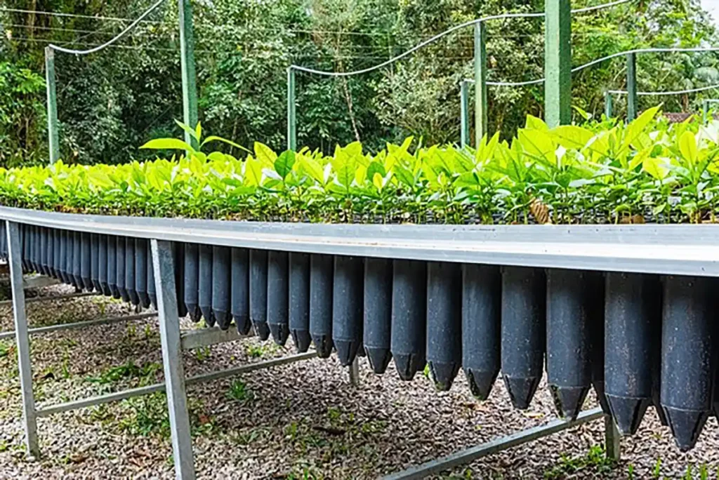 Parceria entre SPVS e BAT apoia conservação da biodiversidade em áreas de Mata Atlântica no litoral do Paraná Parceria entre SPVS e BAT apoia conservação da biodiversidade em áreas de Mata Atlântica no litoral do Paraná