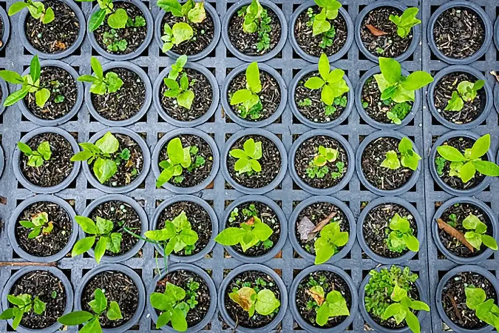 Parceria entre SPVS e BAT apoia conservação da biodiversidade em áreas de Mata Atlântica no litoral do Paraná Parceria entre SPVS e BAT apoia conservação da biodiversidade em áreas de Mata Atlântica no litoral do Paraná