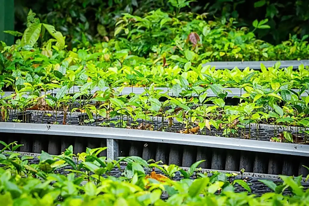 Parceria entre SPVS e BAT apoia conservação da biodiversidade em áreas de Mata Atlântica no litoral do Paraná Parceria entre SPVS e BAT apoia conservação da biodiversidade em áreas de Mata Atlântica no litoral do Paraná