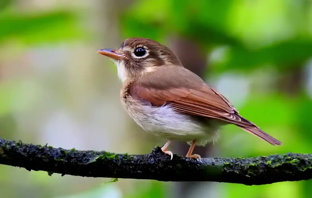 Ekôa Park promove experiências de observação de aves e imersão fotográfica na natureza