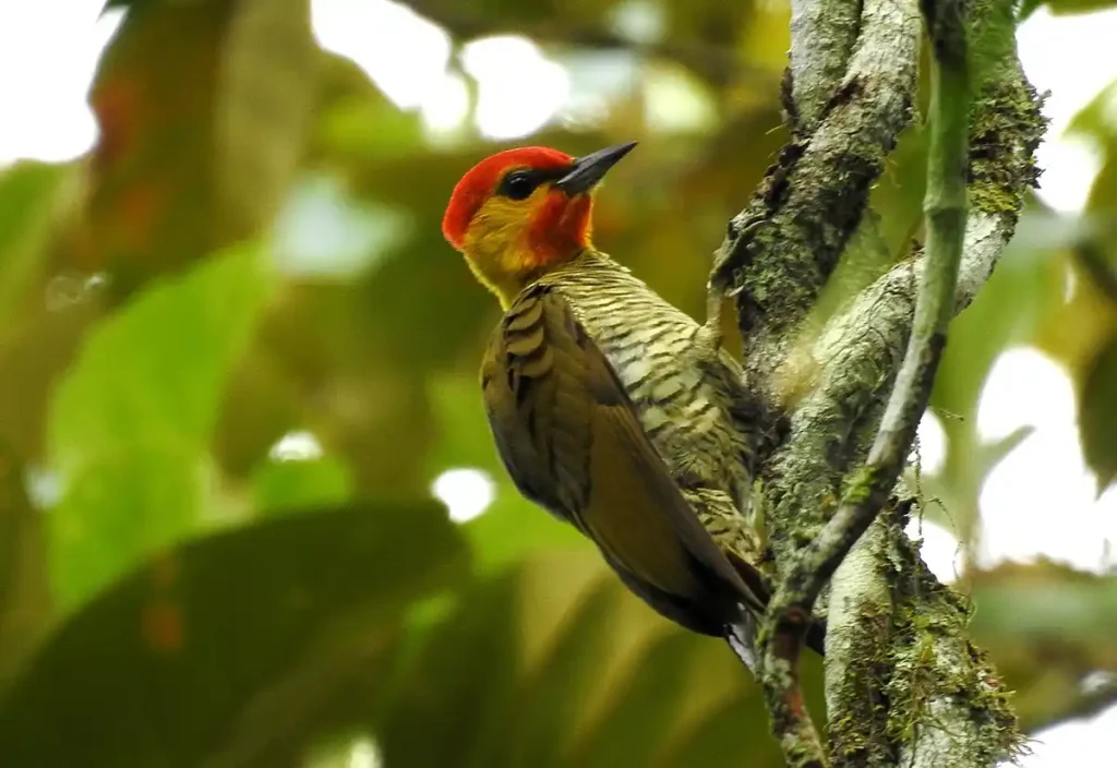 Ekôa Park promove experiências de observação de aves e imersão fotográfica na natureza