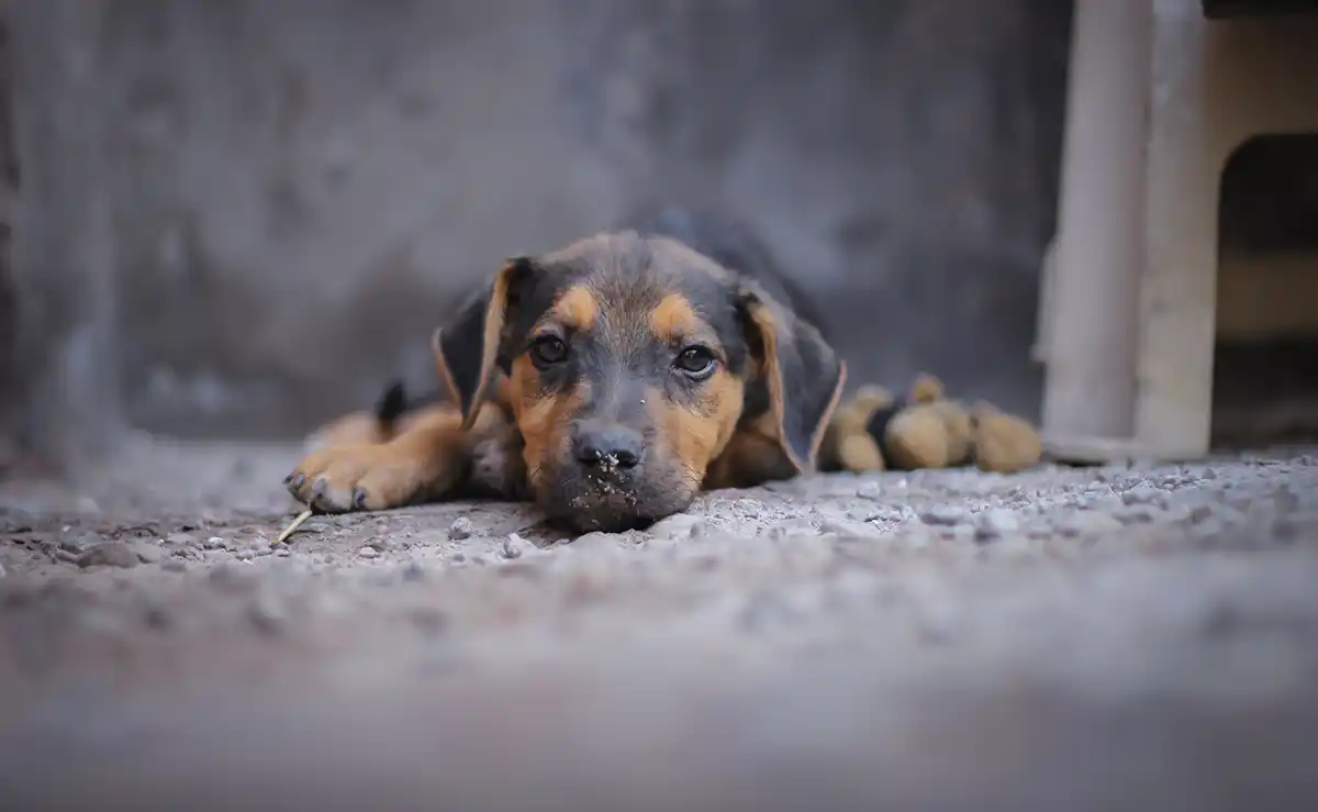 Projeto cultural incentiva a escrita por meio da observação dos animais de rua