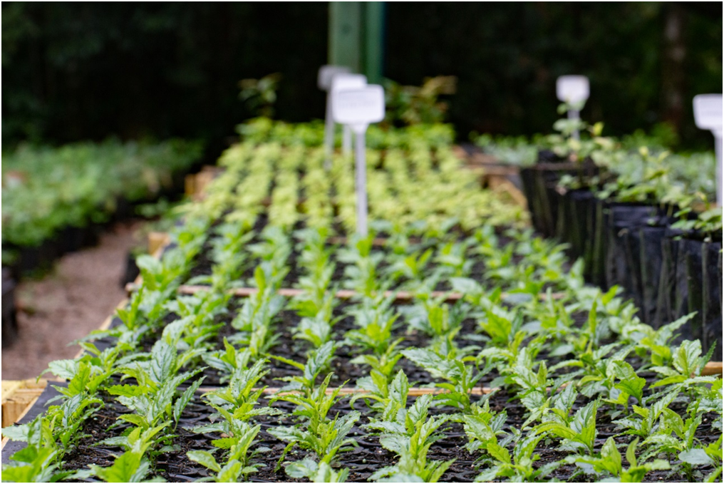 Parceria entre SPVS e BAT apoia conservação da biodiversidade em áreas de Mata Atlântica no litoral do Paraná Parceria entre SPVS e BAT apoia conservação da biodiversidade em áreas de Mata Atlântica no litoral do Paraná