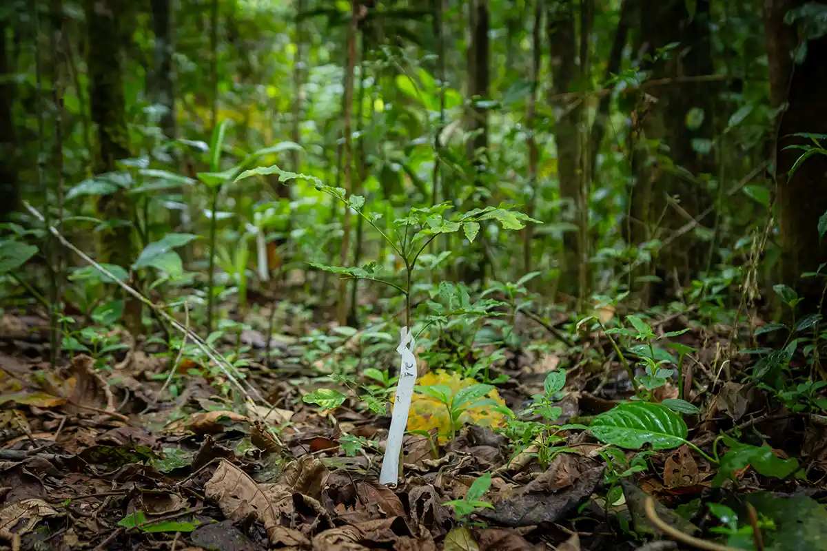 Projeto da SPVS planta 100 mil mudas e restaura quase mil campos de futebol de Mata Atlântica no Paraná