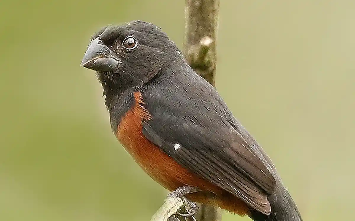 Após denúncia, IAT resgata 13 pássaros silvestres mantidos em cativeiro em Campo Mourão