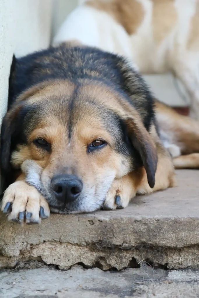 13º Jardim Animal no Shopping Jardim das Américas 13º Jardim Animal no Shopping Jardim das Américas