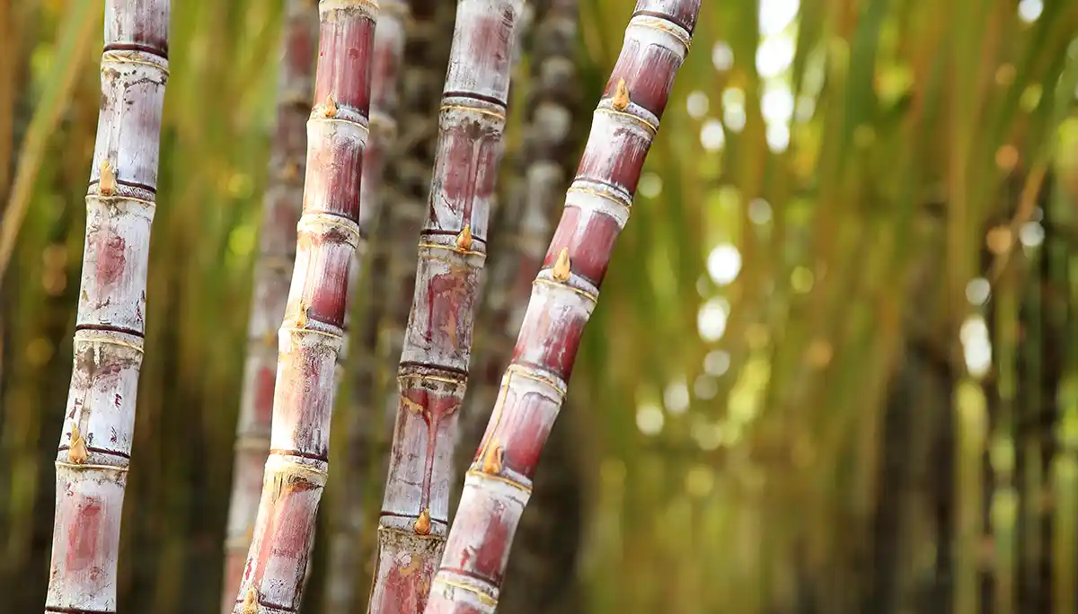 Maturadores químicos podem impulsionar a qualidade e a rentabilidade na safra sucroalcooleira