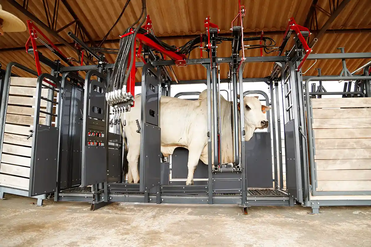 Beckhauser comemora 50 anos da Expoingá com lançamentos